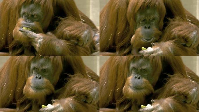 猩猩吃苹果