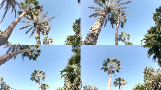 相机在棕榈树间飞翔