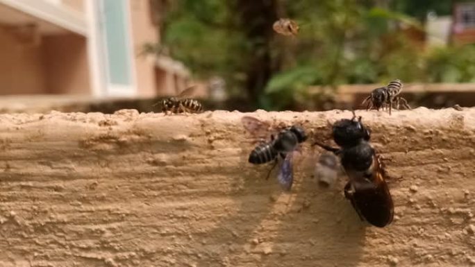 蜜蜂是与黄蜂和蚂蚁密切相关的飞行昆虫