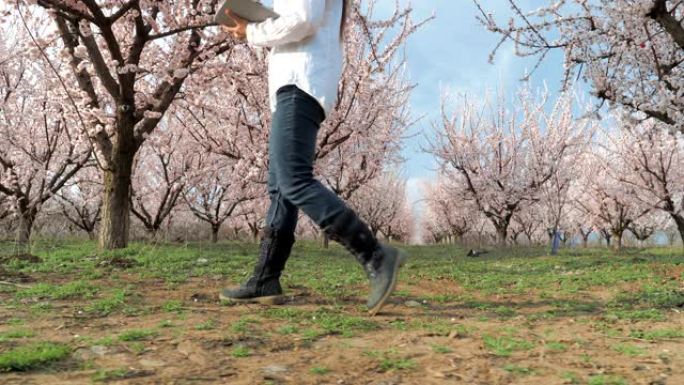 现代农妇，一个年轻愉快的企业家在果园里散步的慢镜头，使用数字平板电脑。春天，农业职业，小型企业，投资