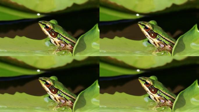 红耳蛙，绿色稻田