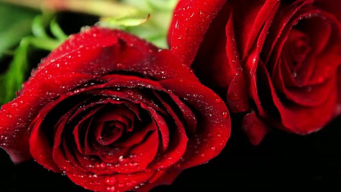 两朵湿红玫瑰的特写