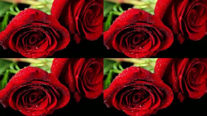 两朵湿红玫瑰的特写