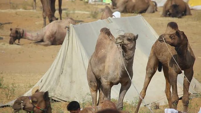 普什卡骆驼博览会