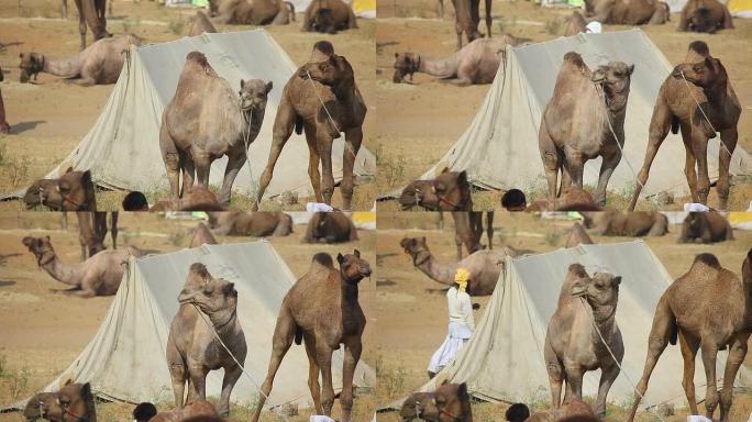 普什卡骆驼博览会