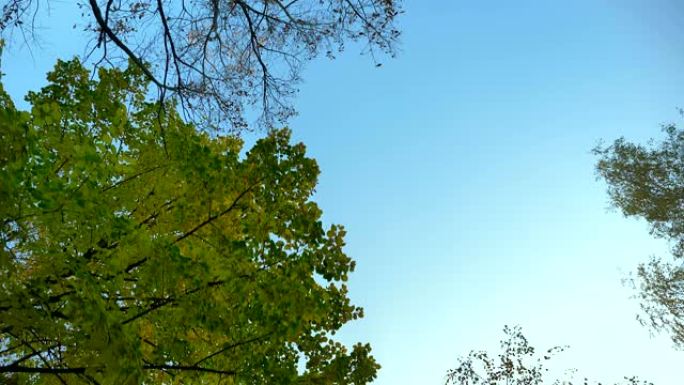 多莉在蓝天背景下用相机慢慢移动的树木的顶部拍摄。