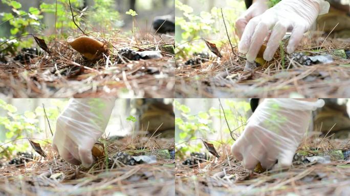 在以色列的森林里捡到的蘑菇。