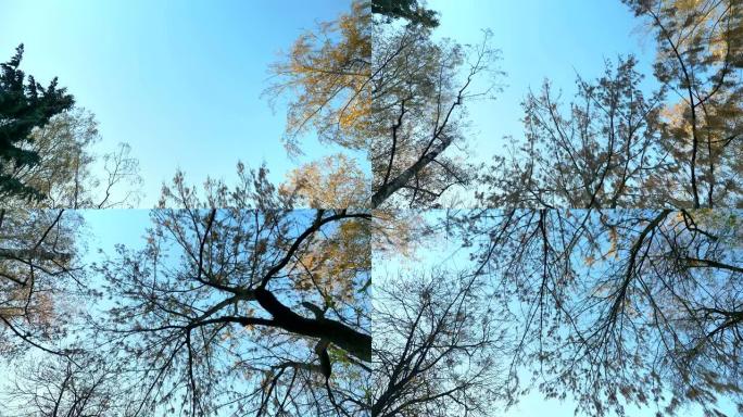 多莉从树木底部拍摄，用相机在蓝天背景下缓慢移动。