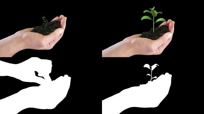 手握生长在黑色背景上的植物。