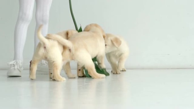 三只拉布拉多幼犬正在地板上玩树叶