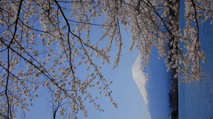 日本山梨县川口湖的富士樱花 (樱花)
