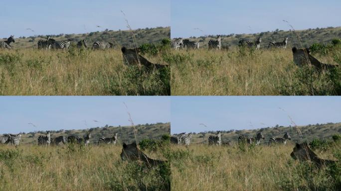 非洲狮子，豹狮子座，雌性狩猎，伯切尔斑马群，肯尼亚的特萨沃公园，实时4K