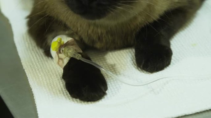 诊所兽医用导管的猫