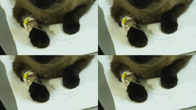 诊所兽医用导管的猫