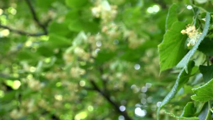 布满花朵的椴树树枝随风移动。手持。4K