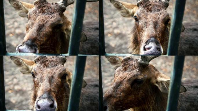 动物园笼子里的水鹿或鲁萨单色的特写头。