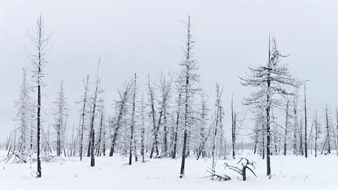 西伯利亚针叶林的冬季时光倒流