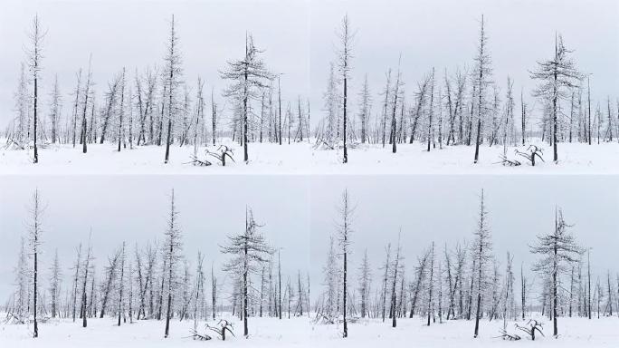 西伯利亚针叶林的冬季时光倒流
