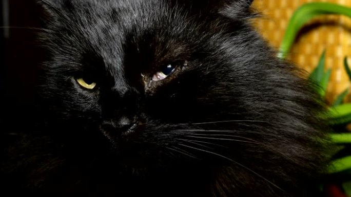 毛茸茸的家黑猫。特写。