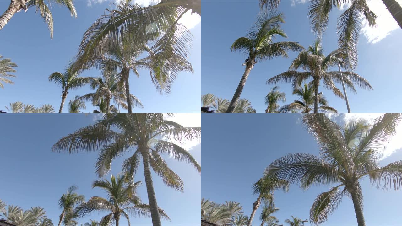 相机在棕榈树间飞翔