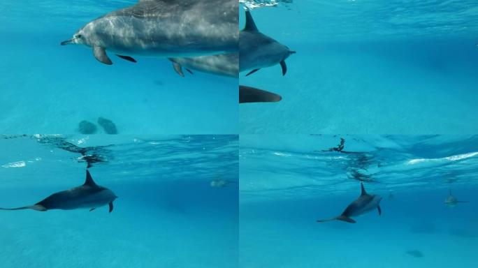 带着幼年海豚的妈妈在蓝色的水面下慢慢游成一圈。旋转海豚 (Stenella longirostris