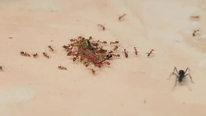 一群蚂蚁背着一只死蚱蜢吃东西。印度尼西亚巴厘岛