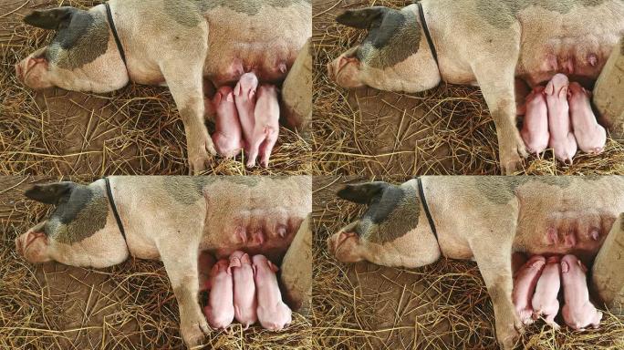 母猪用绳子绑着，仔猪在上面哺乳