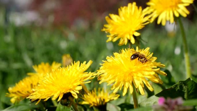 一只蜜蜂从蒲公英收集花蜜然后飞走，慢动作60fps