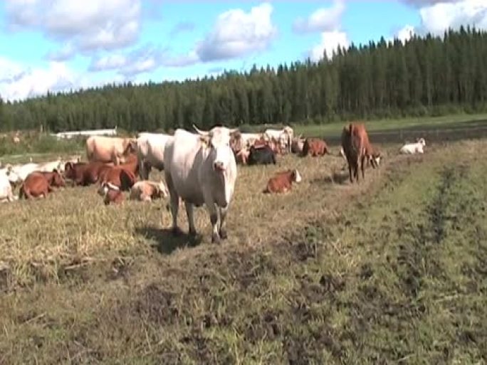 芬兰农场的牛 (变形)