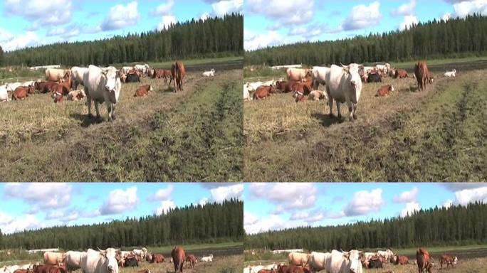 芬兰农场的牛 (变形)