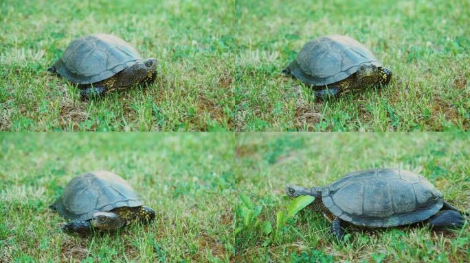 草地上的陆龟。