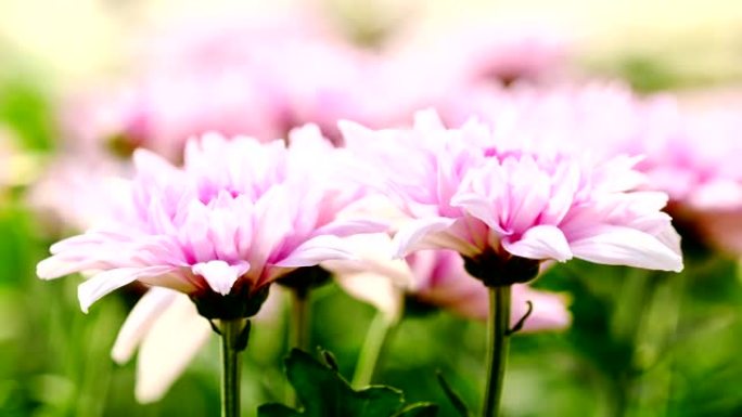 花园里的粉红色菊花花。