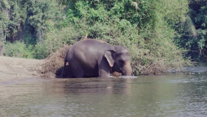 4k，亚洲象在河里玩耍