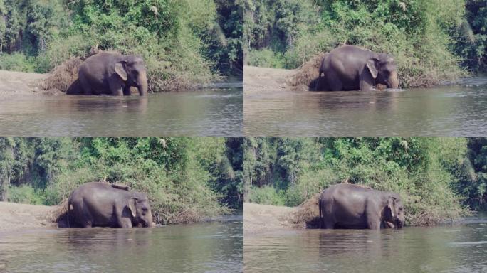 4k，亚洲象在河里玩耍