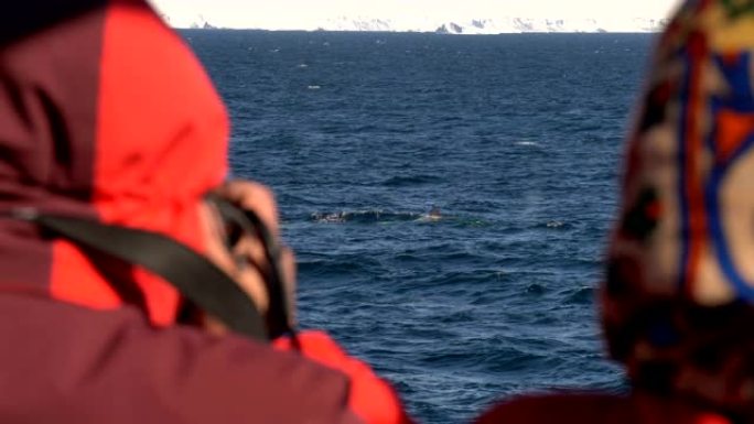 南极之旅观赏鲸鱼