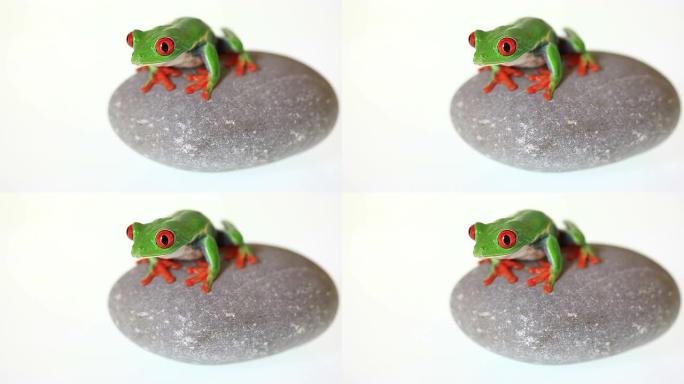青蛙静静地坐在石头上
