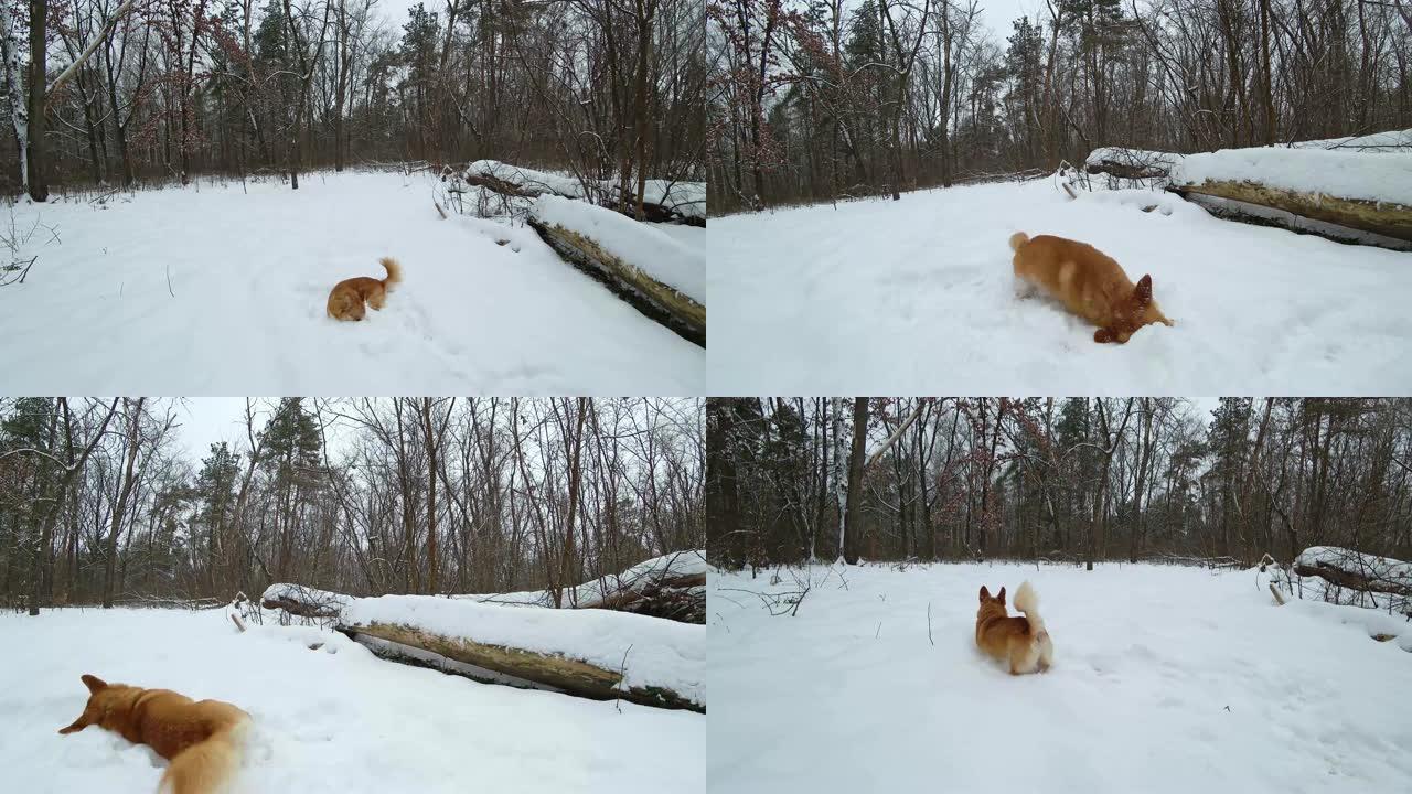 快乐的柯基犬在雪地里欢呼雀跃