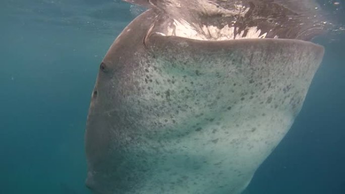 张开嘴的鲸鲨 (Rhincodon typus) 的特写镜头，在水面下喂食磷虾，Oslob，宿雾，菲