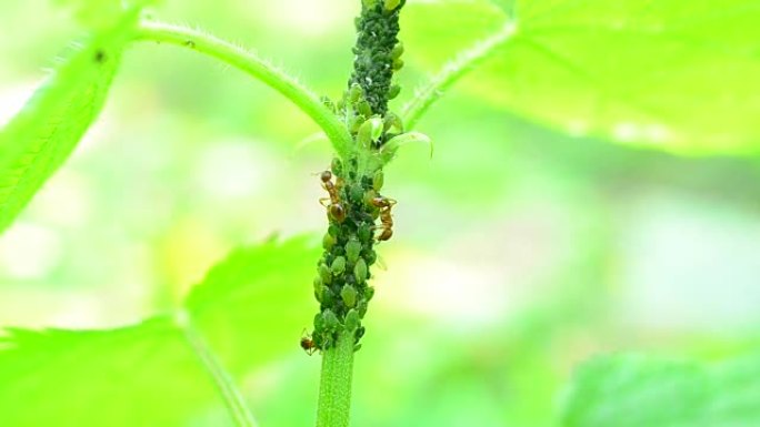 互惠。蚂蚁倾向于在荨麻茎上种植虱子并挤奶