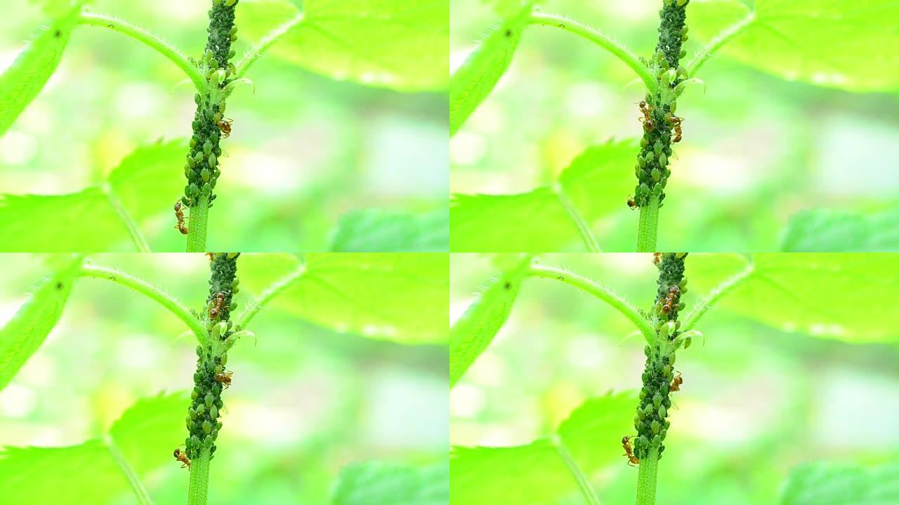 互惠。蚂蚁倾向于在荨麻茎上种植虱子并挤奶