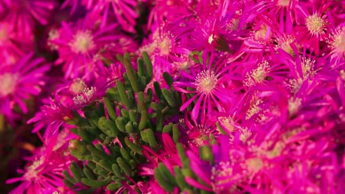 明亮的紫色花朵 (Lampranthus spectabilis) 特写