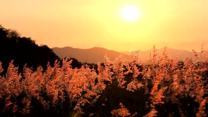 风和夕阳山背景上的草花