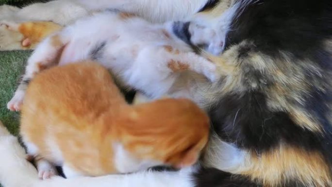 母猫喂养小猫宝宝