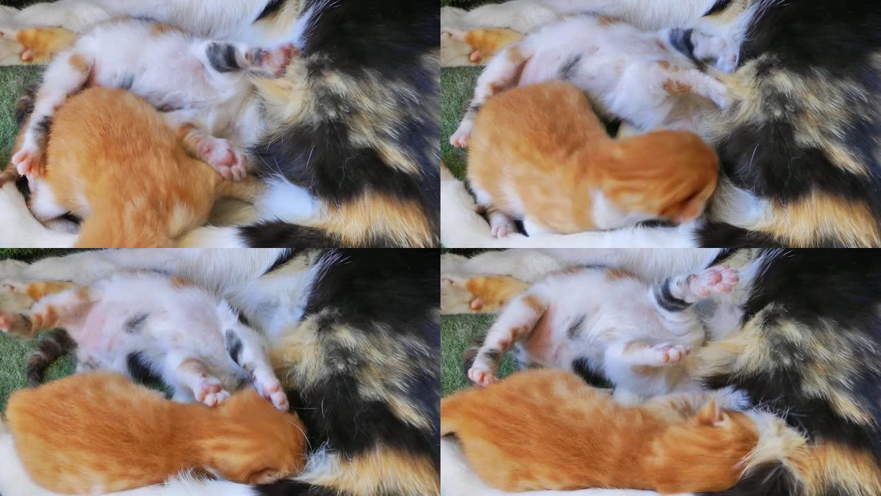 母猫喂养小猫宝宝