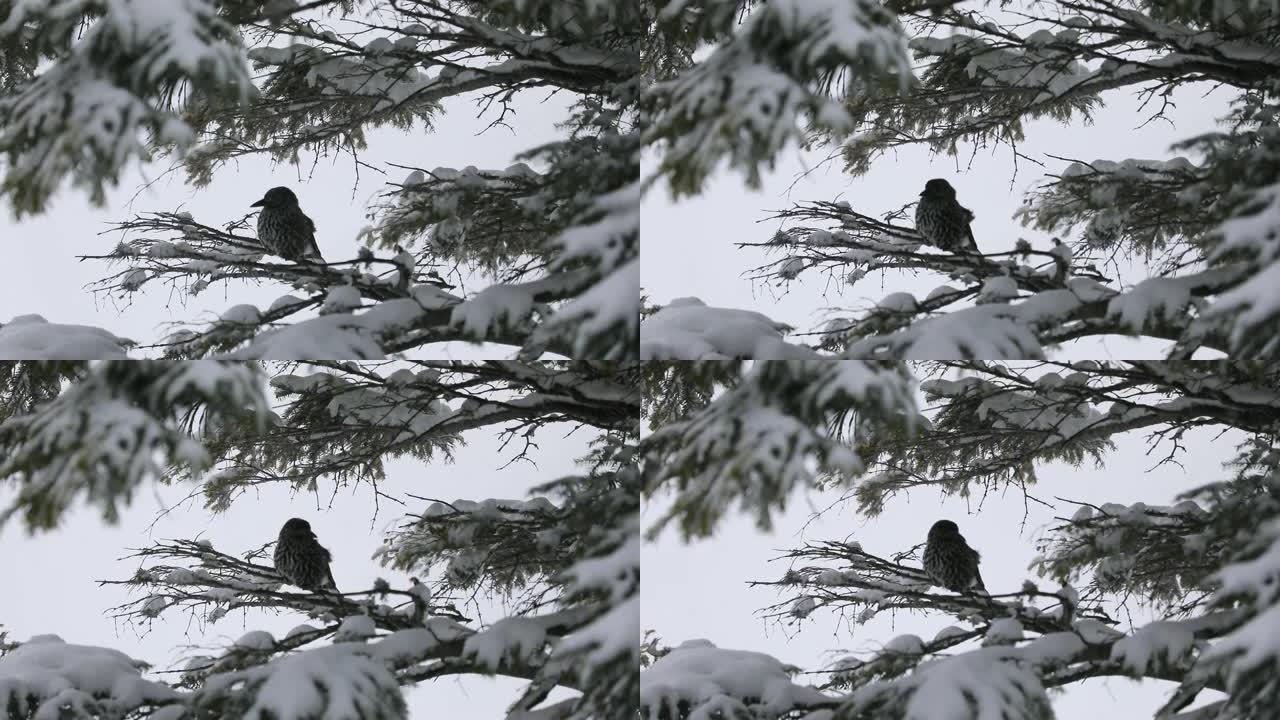 树上的胡桃夹子鸟