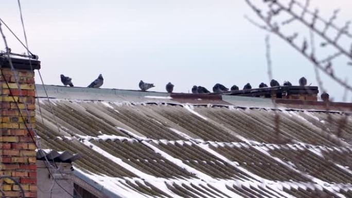 大房子屋顶上有很多鸽子