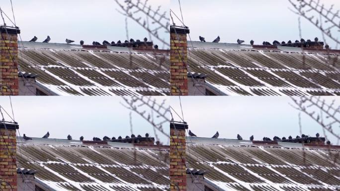 大房子屋顶上有很多鸽子