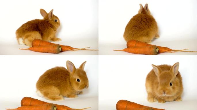 红色兔子，胡萝卜坐在白色背景上