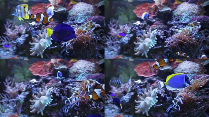彩色水族馆鱼