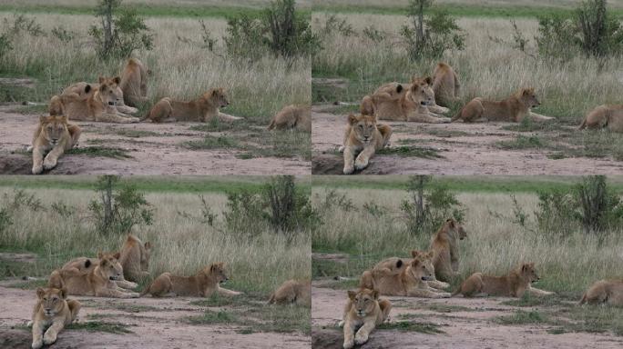 非洲狮子，豹狮子座，母亲和幼崽，肯尼亚内罗毕公园，实时4K